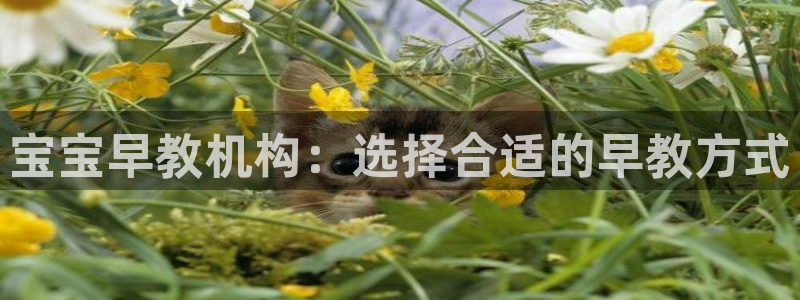 天顺娱乐负18 888:宝宝早教机构:选择合适的早教方式